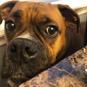 Meet your Posher, Simone